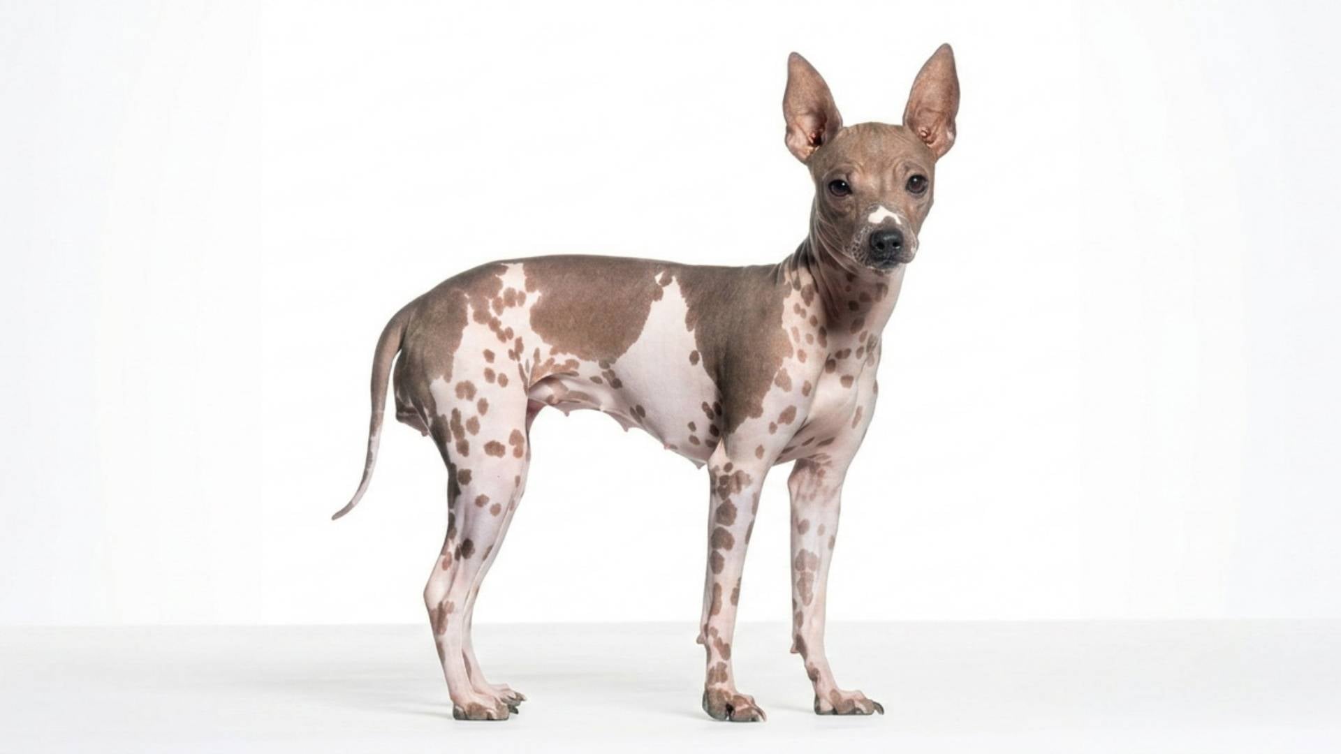 Terrier Americano sin pelo